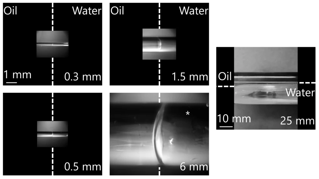 Figure 4: Oil-water interfaces in capillaries of different inner diameters. Pressurized water inverted the interface curvature in the 6 mm case (*).