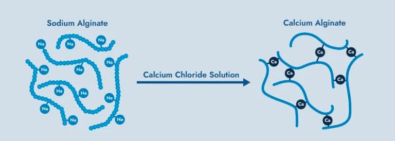 Monovalent Ions such as Na(1+) can interact with 1 region on a polymer chain. Whereas divalent ions such as Ca(2+) are able to interact with 2 regions, enabling electrostatic bridging of polymer chains.