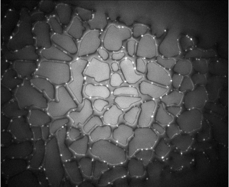 Wax deposition in a microfluidic chip